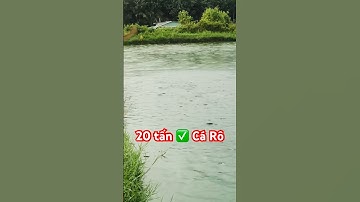 ✅ Cần ra 20 tấn Cá Rô đầu nhím size 456 con/kg khu vực Miền Đông (Tây Ninh) 0945125612 #giathuysan
