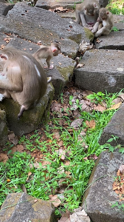 Mr nonstop🦧🍌😁🐒❤️🍎🍱🍏#shortsvideo #monkey #babyanimals4k #cuteanimal #trending 73