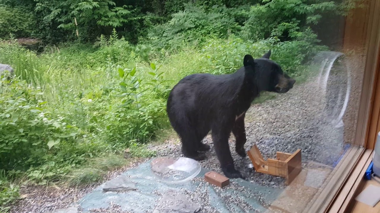 camera iphone 8 plus apk Bear at bird feeder #1