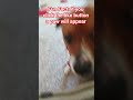 #foryou #heyyyy #song #dog #youtube #blowup
