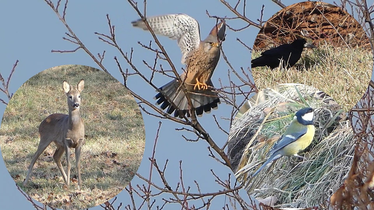 Ein Hauch von Frühling (10.02.2026)