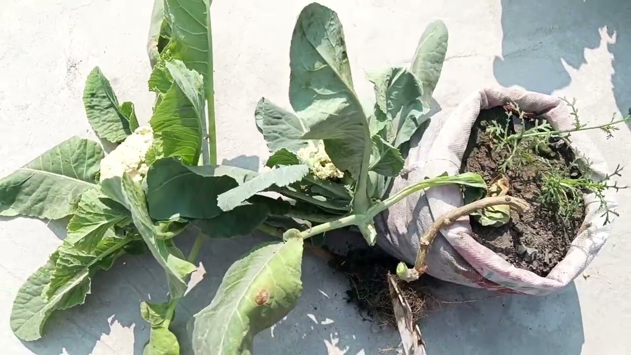 আজকে অনেক ফুলকপি তুললাম সাথে বিট ও গাজরও হারভেস্ট করেছি ||