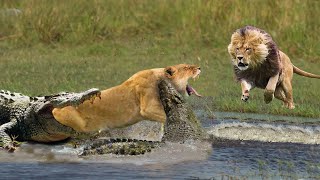 Crocodile Is King Swamp! Two Male Lion Protect Yourself From Crocodile In River - Lion Vs Wild Dogs