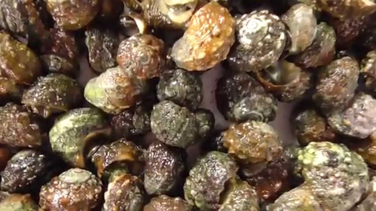 ツメタガイ ボウシュウボラ ヒザラガイ市場には出回らない貝 お役立ちニュース