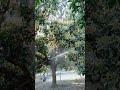 mango mulch spray#subscribe#shorts#short#viralvideo#mangotree#video