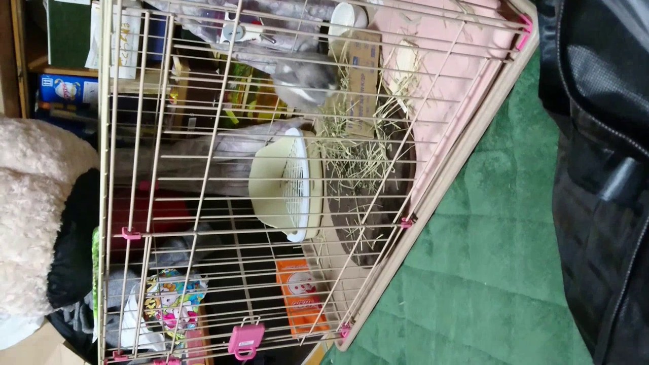 牧草を散らかすうさぎ Youtube