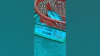 Bismillah biofloc fish farming tilapia update 7 sep 2021 Average weight 748