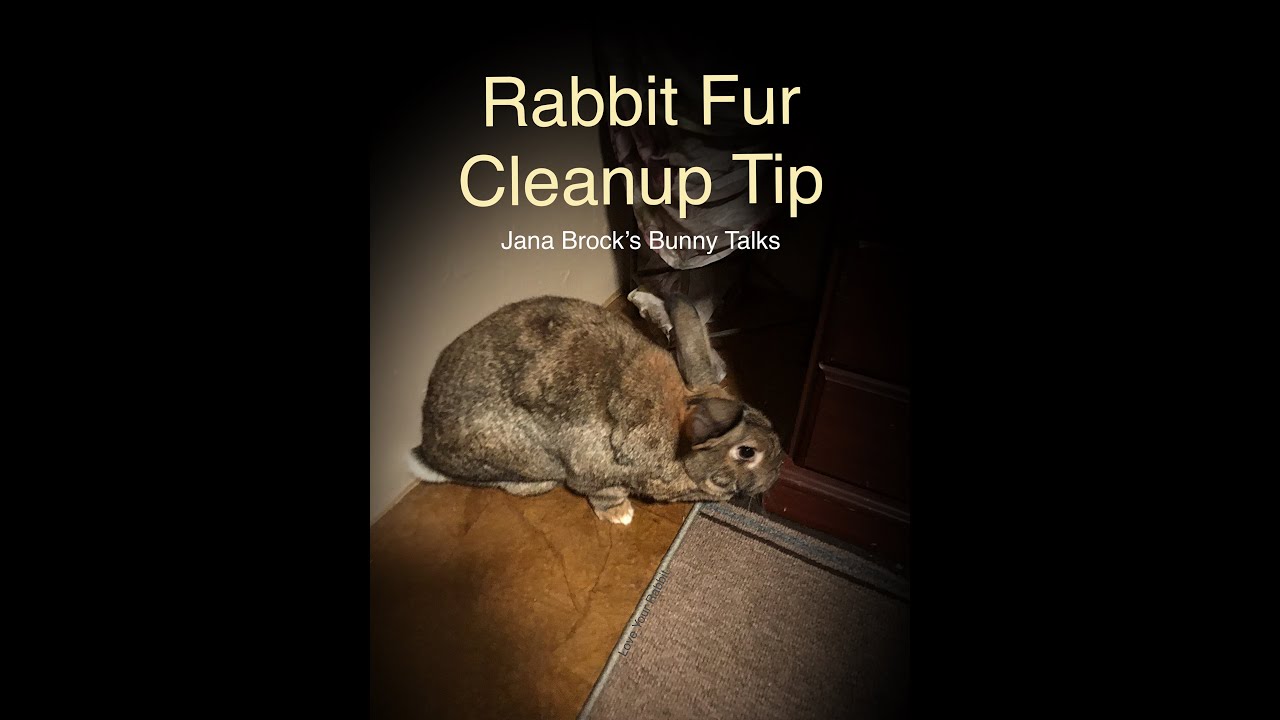 Rabbit Fur Cleanup Tip YouTube