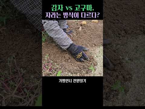 손으로 감자 캐는데 대박!