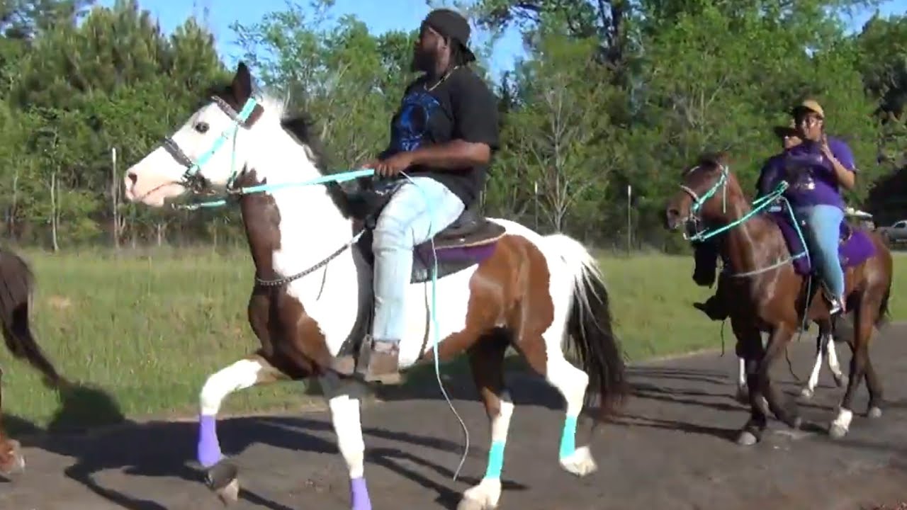 Unloading Tennessee Walking Horses of Wild Life Riders (Atlanta) - YouTube