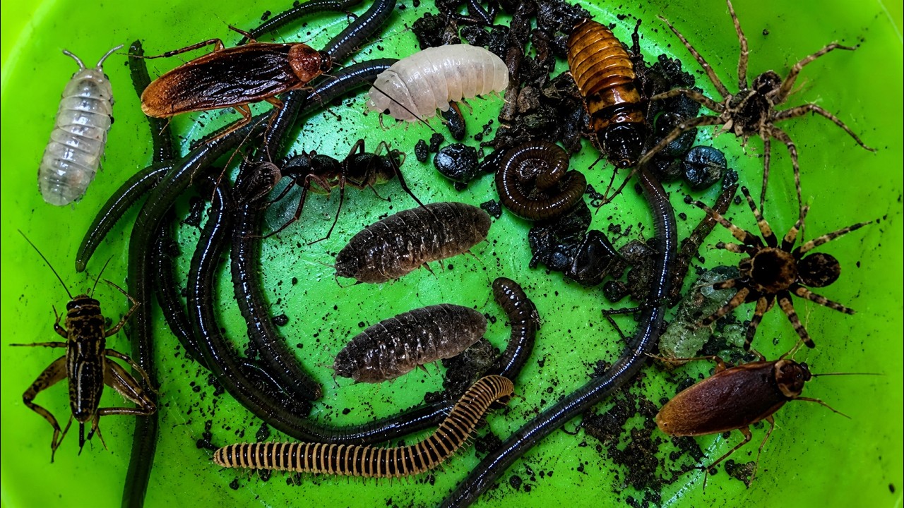 WOO OMG Catching Insects,Earth Worms,Cockroaches,Coconut worms,Leeches ...