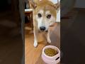 よす 柴犬タロウ #柴犬 #しばいぬ #しばわんこ #shibainu