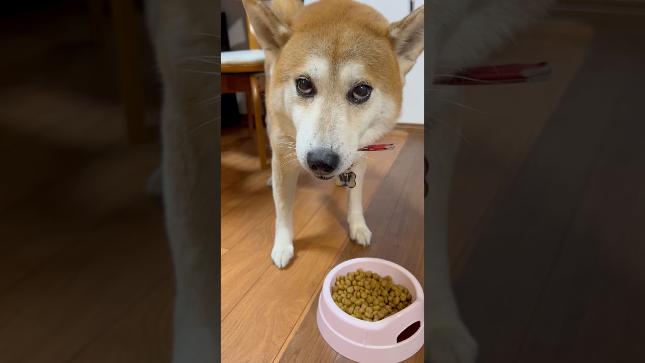 よす 柴犬タロウ #柴犬 #しばいぬ #しばわんこ #shibainu