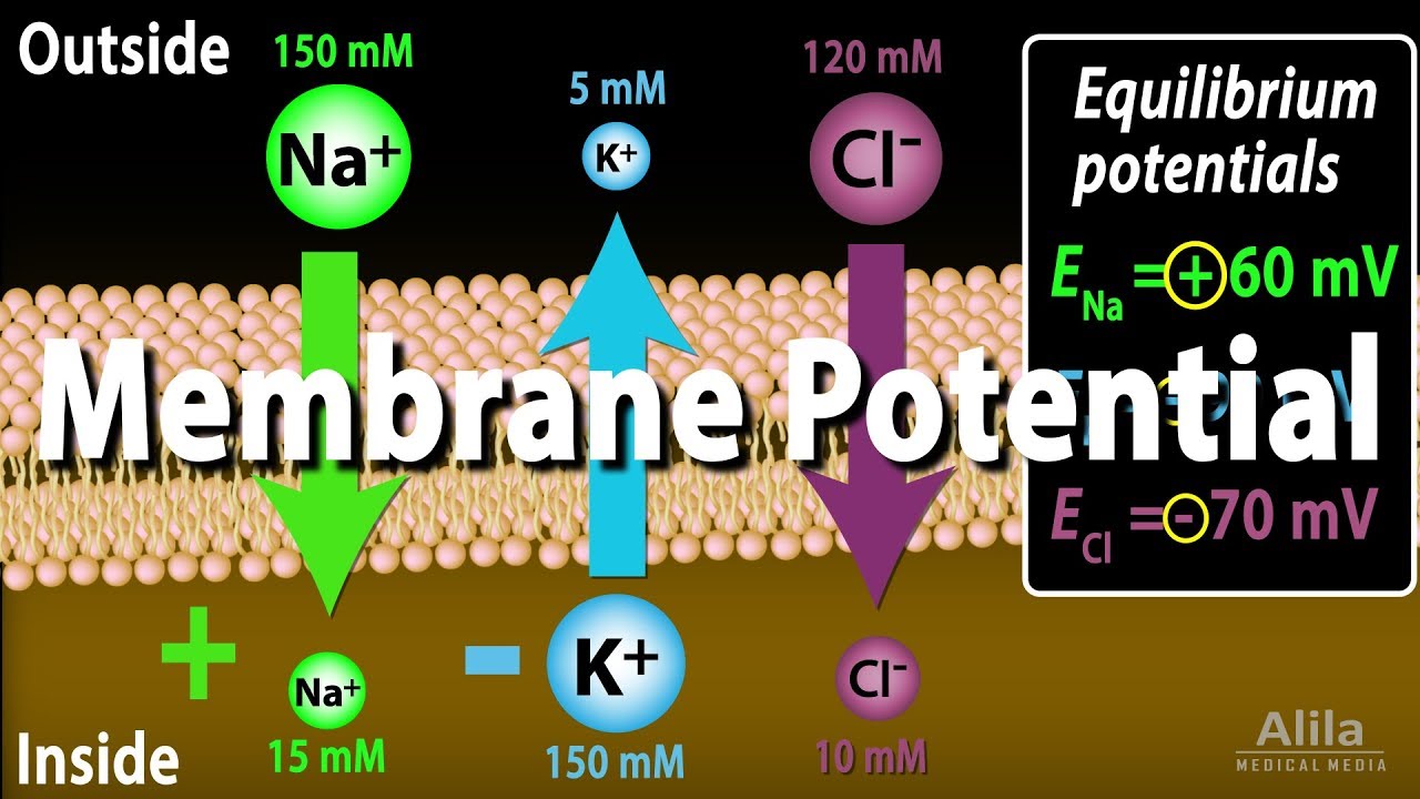 Membrane Potential, Equilibrium Potential And Resting Potential, Animation