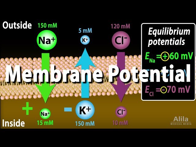 Membrane Potential, Equilibrium Potential and Resting Potential, Animation class=