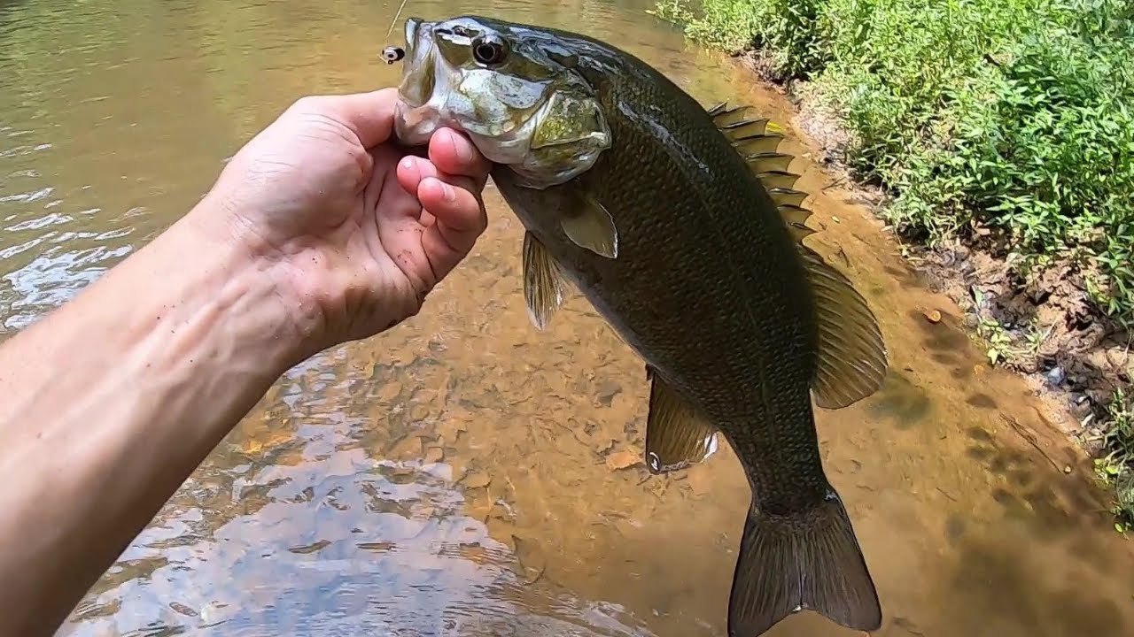 FOUR Different Species CREEK FISHING YouTube