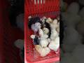 Healthy Exotic Breed Chicks – Limited Stock