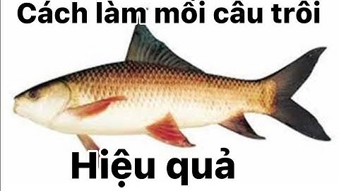 Cách làm mồi câu cá trôi đơn giản, hiệu quả câu tự nhiên và hồ dịch vụ I câu lục