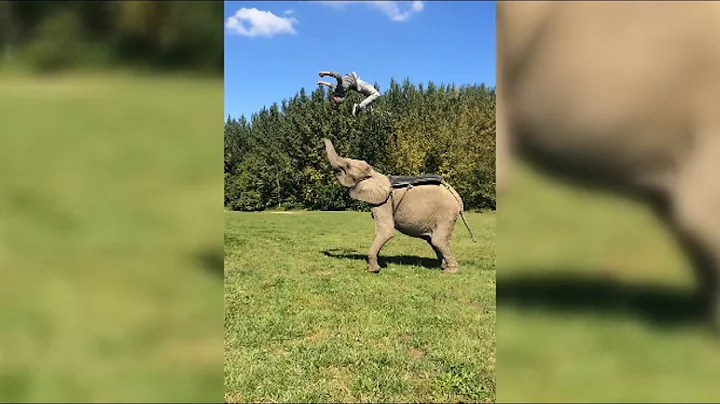 Man Does An Epic Back Flip With The Help Of An Elephant