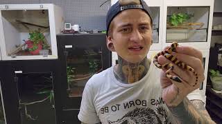 Famous Bismarck ringed pythons hatching! Profile