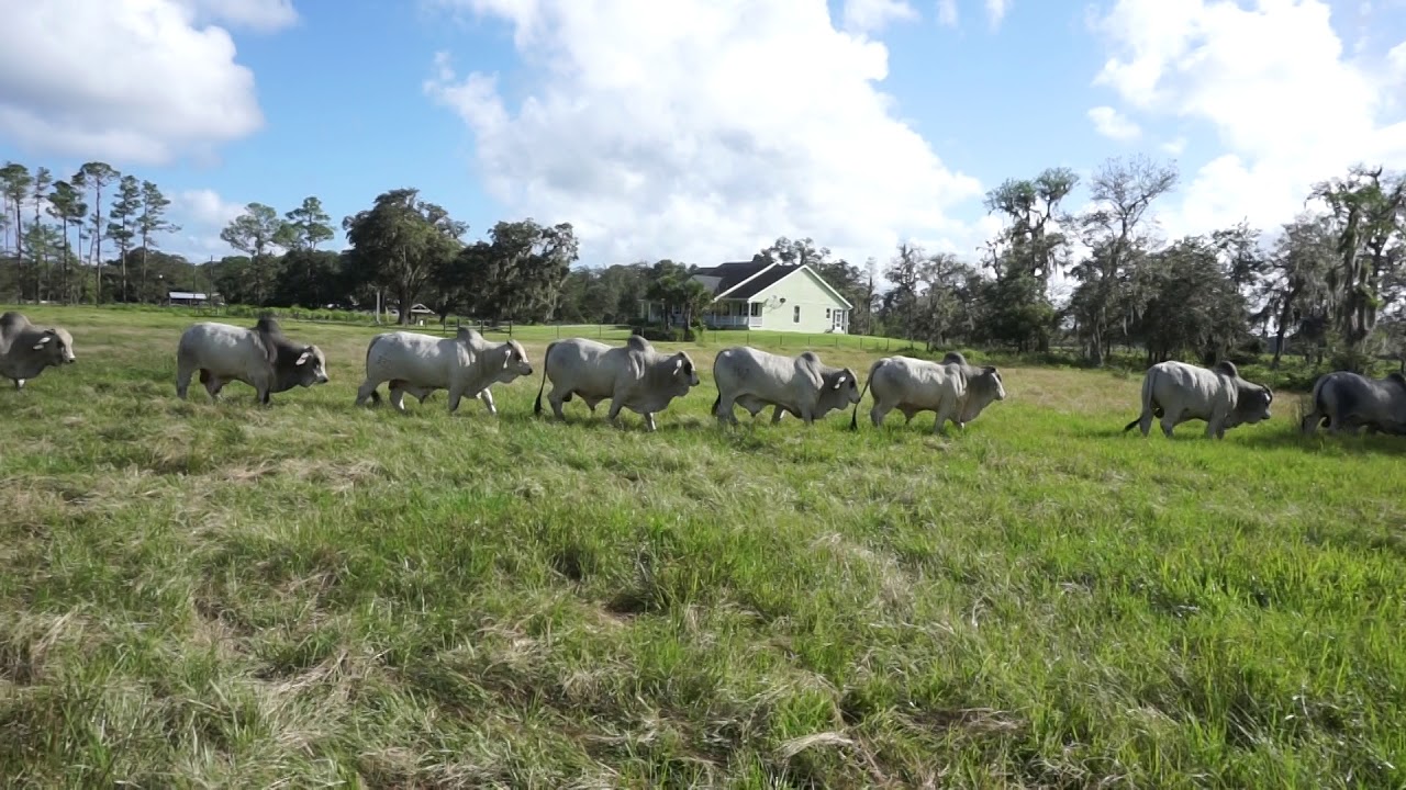 2017 Doc Partin Ranch Brahman Bulls - YouTube