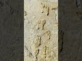 اثار اقدام بشريه متحجره قبل 23 الف سنه