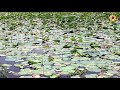 Thamarai kulam Amazing video | thamarai ilai kulam| lotus pond| தாமரை குளமும் இலையும் பாருங்க இயற்கை