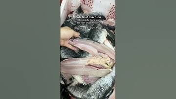 Fish fillet machine for factory
