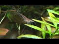 Fluval Nano: update