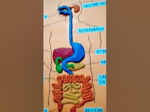 Human Digestive System Clay Model | Science Project | Nutrition in