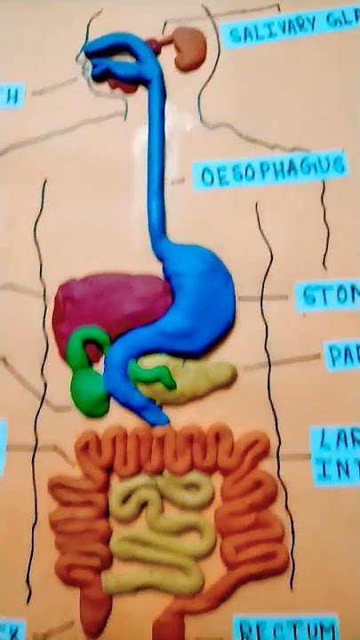 Human Digestive System Clay Model | Science Project | Nutrition in ...