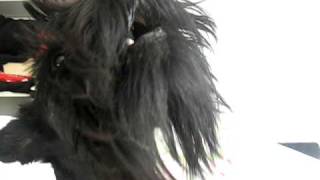 Basil The Scottish Terrier Dog howling, talking and saying 'hello'