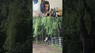 Bro Slapping Wildlife #teefward #funny #shorts
