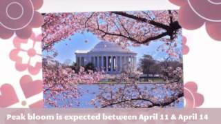 Econo Lodge Metro - National Cherry Blossom Festival
