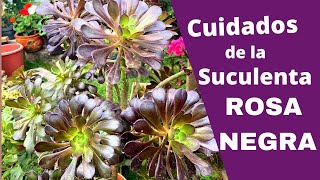 Cuidados de la Planta Suculenta Rosa Negra - YouTube