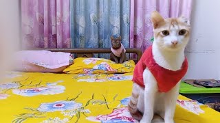 Cat playing with toy #cat #funny #funnycats #catvideos by Hope & Fun 87 views 3 months ago 1 minute, 54 seconds