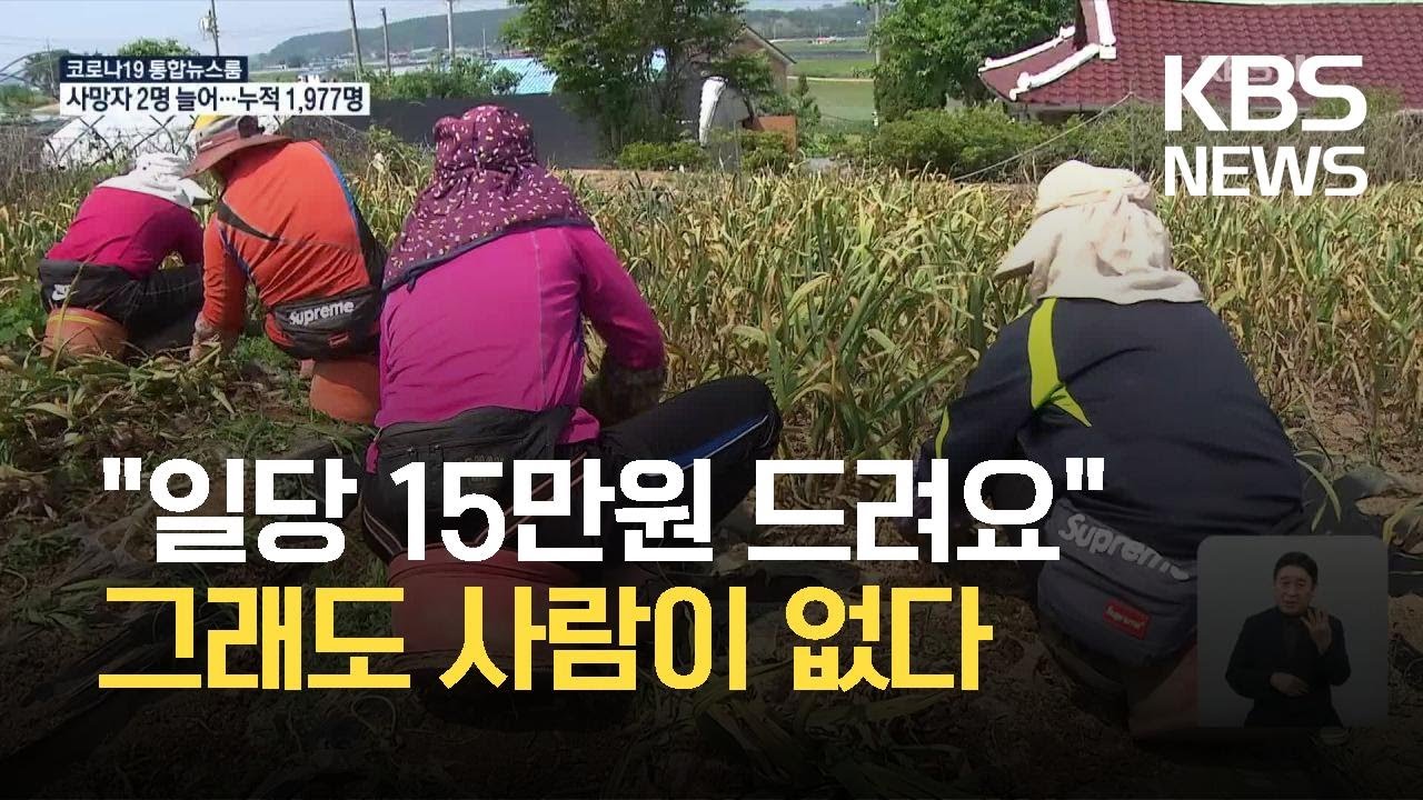 마늘 수확철 농촌 일손 부족…수확 곳곳 차질 / KBS 2021.06.09.