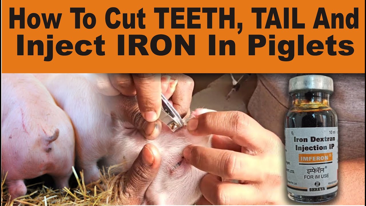 How To Cut Teeth, Tail and Inject IRON in Piglets YouTube