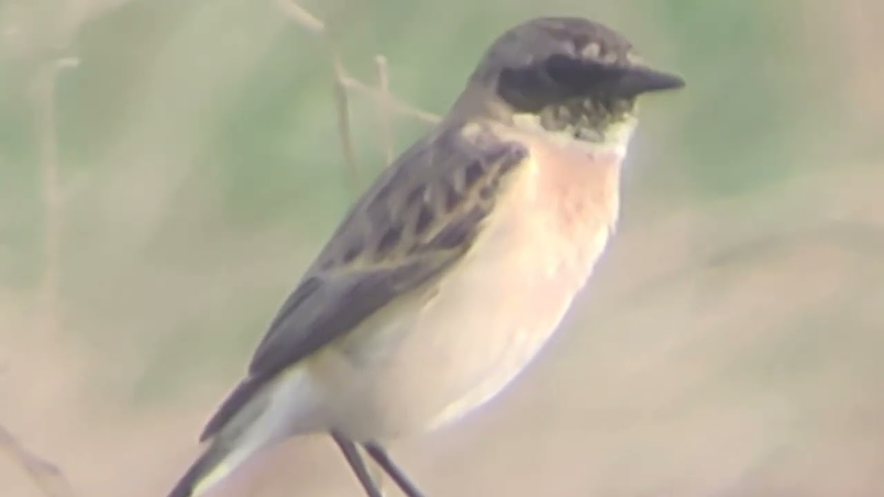 "Feathered Charm: Adorable Birdie Delights 🐦"