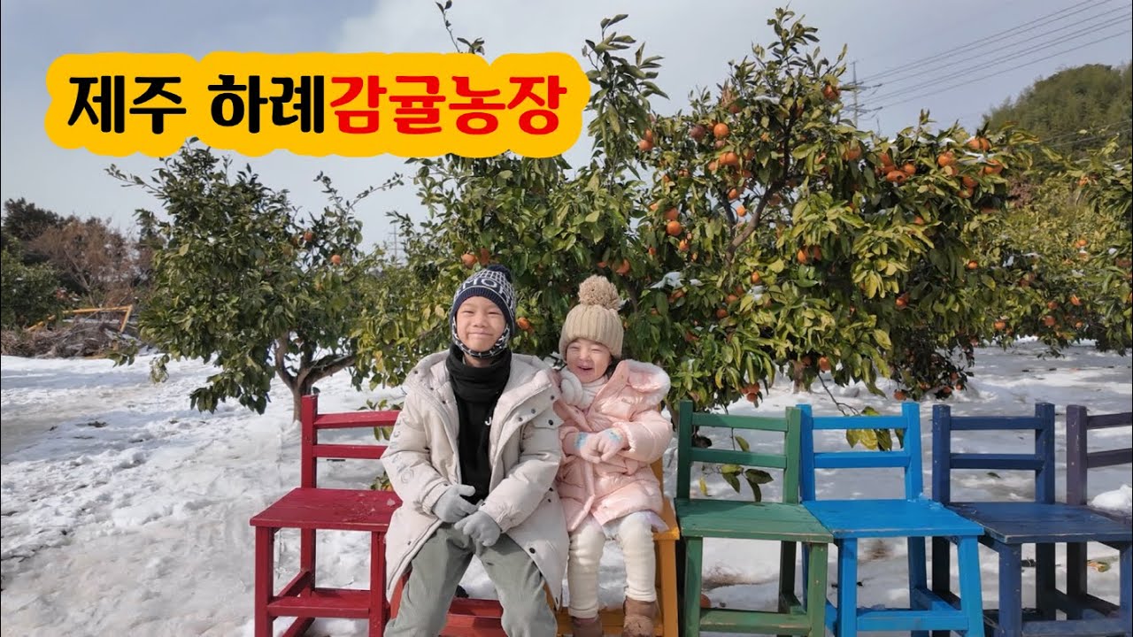 제주 하례감귤농장