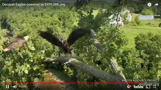 Decorah Eagles Cam   watch live footage of Bald Eagles   Explore org   Google Chrome 7 16 2019 10 27