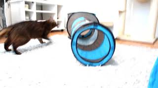 Somali kitten and a new tunnel toy by Piivi 151 views 5 years ago 1 minute, 38 seconds