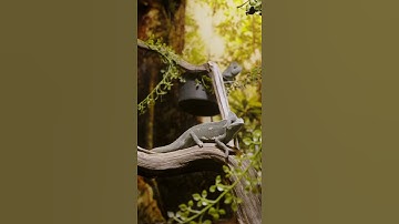 What is adaptation | Class 4 | Science #cbse #science #shorts