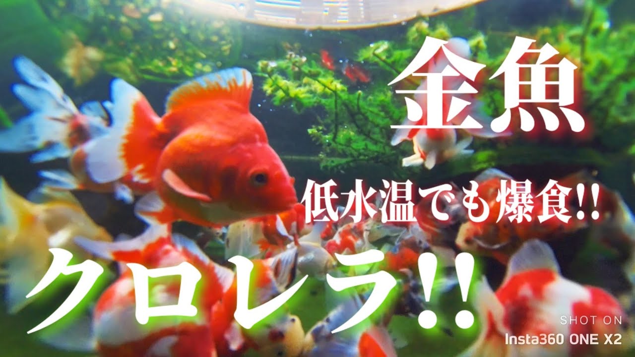 金魚 冬の寒さにも負けずクロレラを爆食 Youtube