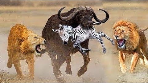 Tips : How to Escape from Wild Animal