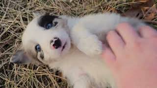 Border Collie Puppies on an Adventure Walk | The Ice Cream Litter | Roxy & Skye