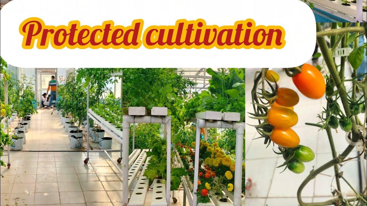 Protected cultivation# agriculture# biotechnology#vegetables#offseason production#pleasesubscribe