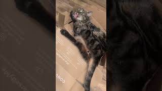 Cat compilation #5