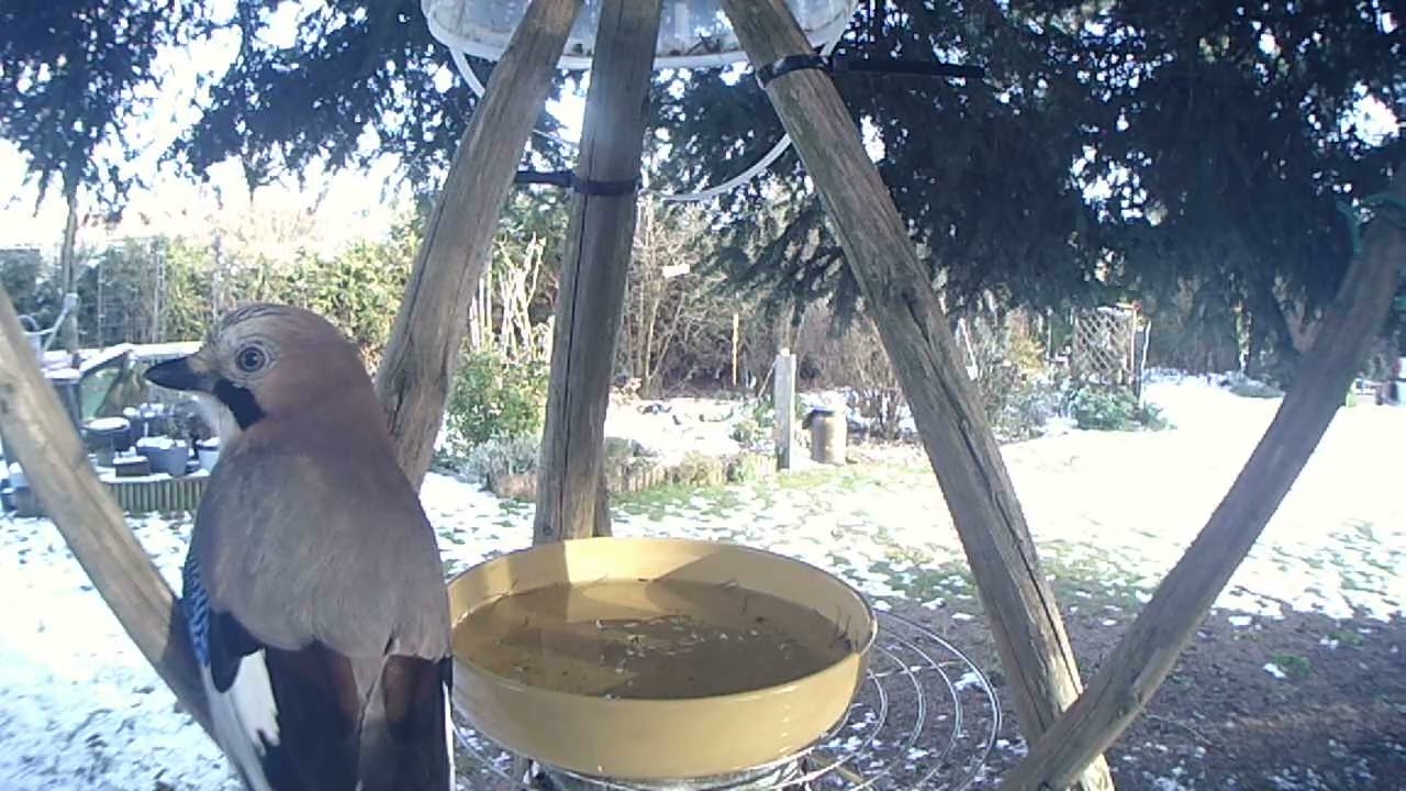 02.01.26 der Eichelhäher ist auch durstig