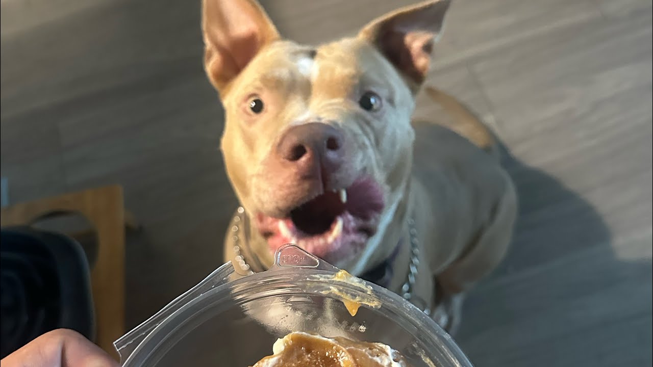 Post show Reverse Diet Vs Recovery Diet: which one should you do?